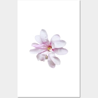 Pale Pink Magnolia Posters and Art